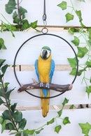 Ebros Hanging Blue And Gold Macaw Perching on Branch in Metal Round Ring 13.5"H