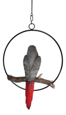 Hanging Grey Macaw Parrot Bird Perching On Branch With Metal Round Ring 13.5" H