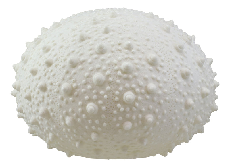 13"D Beach Ocean White Sea Urchin Shell Light Up Frosted Glass Natural Sandstone
