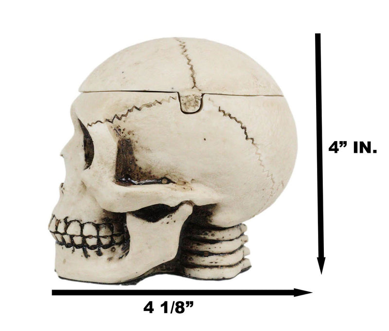 Day of The Dead Ossuary Human Skull Ashtray Statue Skeleton Cranium Jewelry Box