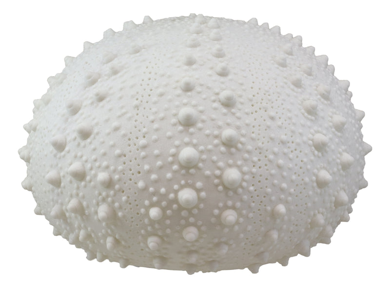 15"D Beach Ocean White Sea Urchin Shell Light Up Frosted Glass Natural Sandstone