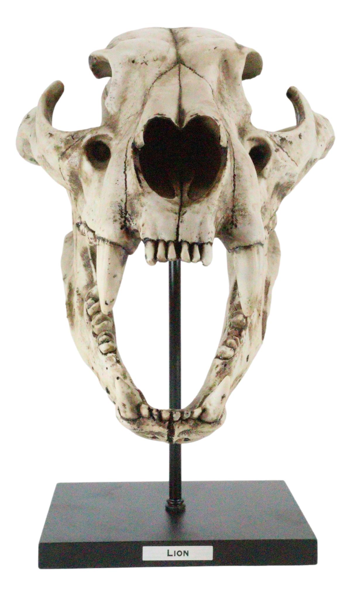 African Lion Fossil Skull Baring Jaws and Teeth Statue On Museum Pole Mount 14"H - Ebros Gift