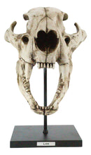 African Lion Fossil Skull Baring Jaws and Teeth Statue On Museum Pole Mount 14"H