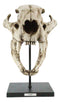 African Lion Fossil Skull Baring Jaws and Teeth Statue On Museum Pole Mount 14"H