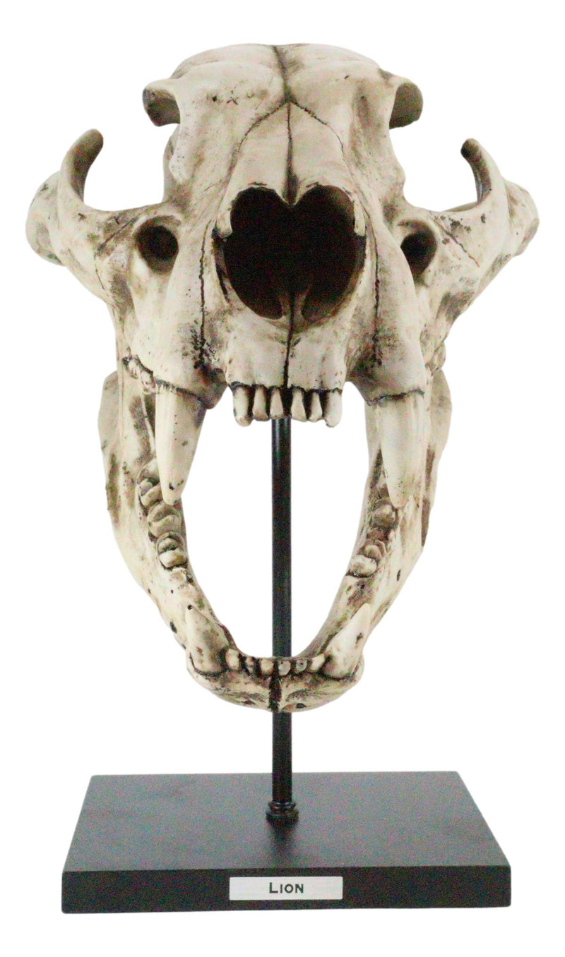 African Lion Fossil Skull Baring Jaws and Teeth Statue On Museum Pole Mount 14"H