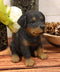 Ebros Lifelike Realistic Sitting Rottie Rottweiler Puppy Dog Statue 6.25" Tall