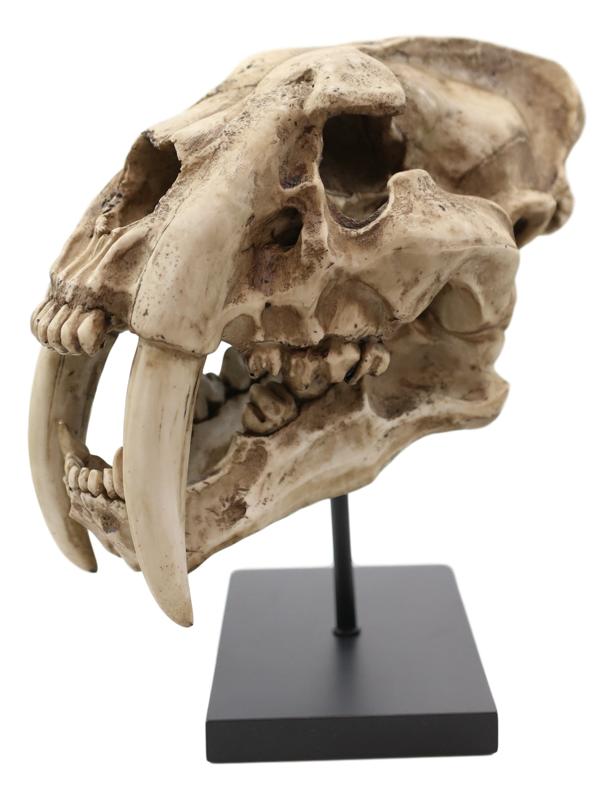 Sabertooth Tiger Cat Fossil Skull Skeleton Replica Statue With Museum Pole Mount - Ebros Gift