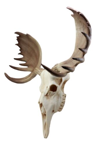 Czar North American Bull Moose Skull Wall Decor 22"Wide Wall Mount Plaque Art